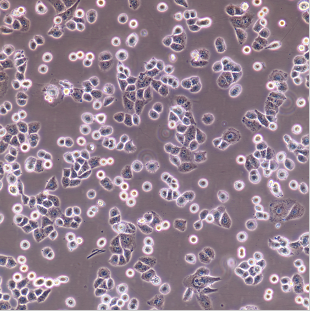 SV40T�D化的人胚�I�胞293T